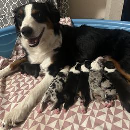 Australian Shepherd puppies from Cherry City Kennels