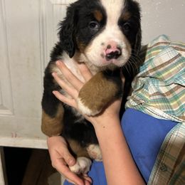 Georgie - Black rust and white male Bernese Mountain Dog puppy in Strasburg, Ohio from Lois Allison