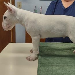 Bull Terrier Puppies from Glentom Bull Terriers