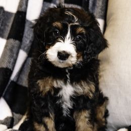 Light Pink Girl - Bernedoodle puppy from Duneland Doodles