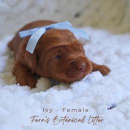Ivy - Red  female Goldendoodle puppy in Atlanta, Georgia from Teddy Puppies