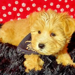 King - Wheaten male Miniature Schnauzer puppy in Texas from Blue Rose's Schnauzers