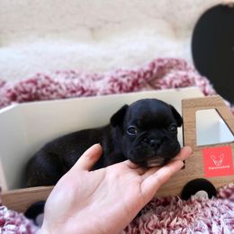 French Bulldog Puppies from FrenchieBnB