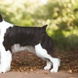 Sophie - English Springer Spaniel