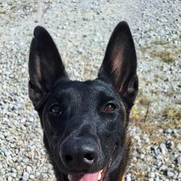 Belgian Malinois puppies from North Texas Working Malinois
