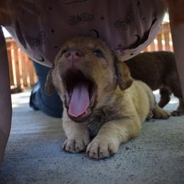 Peach - Deadgrass female Chesapeake Bay Retriever puppy in Soap Lake, Washington from Desert Oasis Kennels