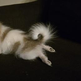 Pomeranian Puppies from Mary's Pomeranians