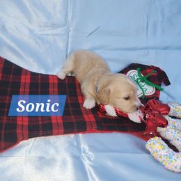 Sonic - Cream male Dachshund puppy in Bedias, Texas from Faith & Grace Doxies