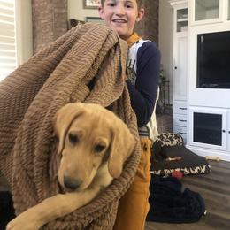 Golden Retriever and Labrador Retriever Puppies from All Around Retrievers