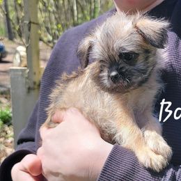 Brussels Griffon Puppies from Turkey Ridge Brussels Griffons