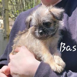 Brussels Griffon Puppies from Turkey Ridge Brussels Griffons