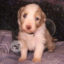 Chroma - Red merle female Australian Shepherd puppy in Colorado Springs, Colorado from Dawn 2 Dusk Ranch