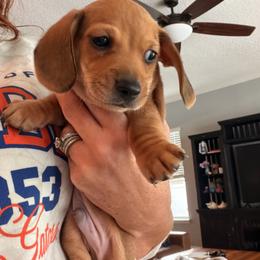B-2 - Red male Dachshund puppy in Jacksonville, Florida from Rebecca Edwards
