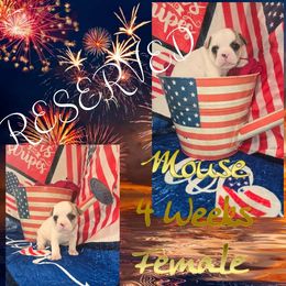 Mouse - White and fawn female French Bulldog puppy in Crittenden, Kentucky from Absolute Frenchie's