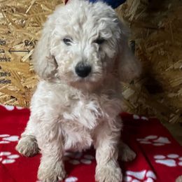 Orange - Cream male Goldendoodle puppy in Baldwin, Georgia from Simmons F1b Goldendoodles
