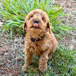 F1B Goldendoodle Barnacle - Red  male Goldendoodle puppy in Redding, California from Casa Delarosa Collective Poodles & Doodles