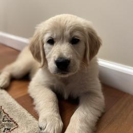 German Shepherd and Golden Retriever Puppies from Le Blanc’ English Goldens and Shepherds LLC