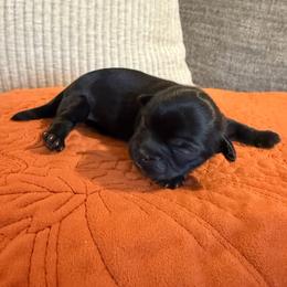 Boy 1 - Black male Shih Tzu puppy in Lexington, North Carolina from SCS Shih Tzus