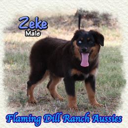 Zeke - Black tri male Miniature Australian Shepherd puppy in Forestburg, Texas from Flaming Dill Ranch Aussies