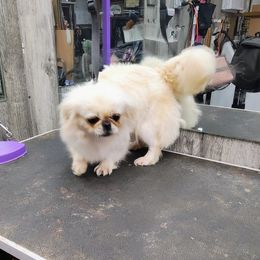 Sally - Pekingese