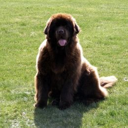 Loyale - Newfoundland