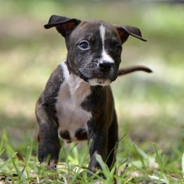 The Gentle Gentleman - Brown brindle male American Staffordshire Terrier puppy in St. Augustine, Florida from LBK & Ancient City