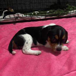 Girl 4 Pink - Black and white female Beagle puppy in Crestview, Florida from Alicia's Beagles
