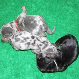 Dachshund Puppies from Cranberry Dachshunds