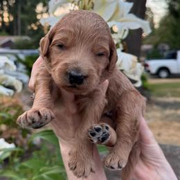 Casper - Blue collar - Apricot male Goldendoodle puppy in Puyallup, Washington from Dawnie’s Doodles