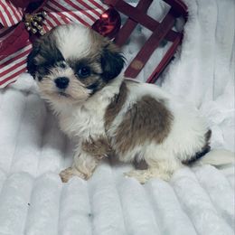 AKC Kylee - Red and white female Shih Tzu puppy in Elgin, South Carolina from Silver Bells Paw Prints