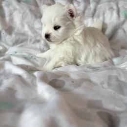Female 2 - White female Pomeranian puppy in Rhode Island from Heartfelt Kennels