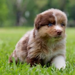 Cheshire Cat - Red merle male Australian Shepherd puppy in Star City, Arkansas from Blush & Lace Aussie Co.