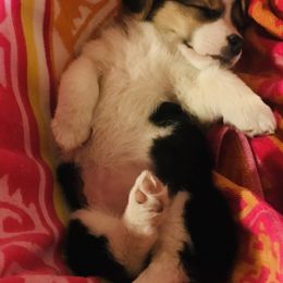 Pembroke Welsh Corgi Puppies from Rockin’ H Corgis