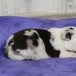 DaVinci - Blue merle male Miniature Australian Shepherd puppy in Lufkin, Texas from Texas Lil Cowdogs
