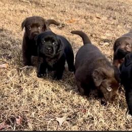 Labrador Retriever Puppies from Enchanted Garden Labradors
