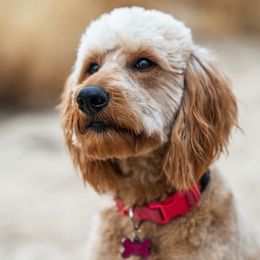 Bailey - Goldendoodle