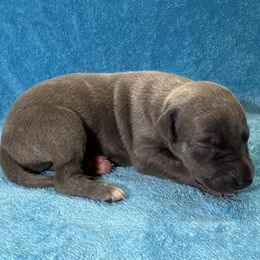 Sable - Blue brindle female Whippet puppy in Gentry, Arkansas from Mardel Robeson of Mulberry Hollow Whippets