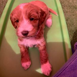Australian Labradoodle Puppies from Serenity Springs Labradoodles
