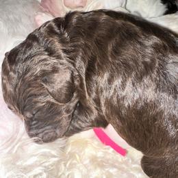 Jasmine - Phantom female Poodle puppy in Prosperity, Pennsylvania from Stelladoodles & Company