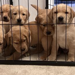 Labrador Retriever Puppies from Sun Ridge Labradors