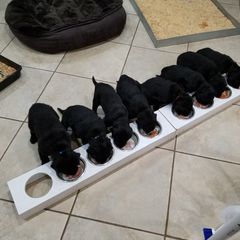 Flat-Coated Retriever Puppies from Kingsbridge Flat-Coated Retrievers