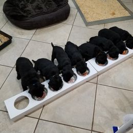 Flat-Coated Retriever Puppies from Kingsbridge Flat-Coated Retrievers