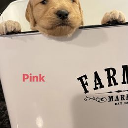 Goldendoodle Puppies from Clig Doodle Days