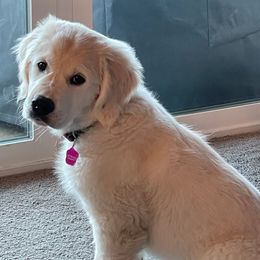 Cavapoo, Goldendoodle, and Golden Retriever Puppies from SoléLuna Golden Retrievers