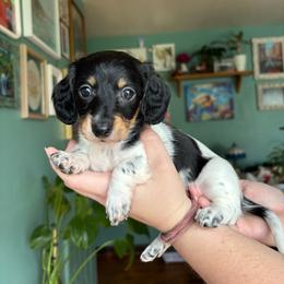 Noodle - Piebald female Dachshund puppy in Jacksonville, North Carolina from Lizzie’s Doxies