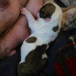 TBD - Red brindle and white female Bulldog puppy in Lexington, Kentucky from E. Clive Bulldogs