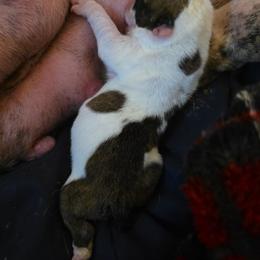 TBD - Red brindle and white female Bulldog puppy in Lexington, Kentucky from E. Clive Bulldogs
