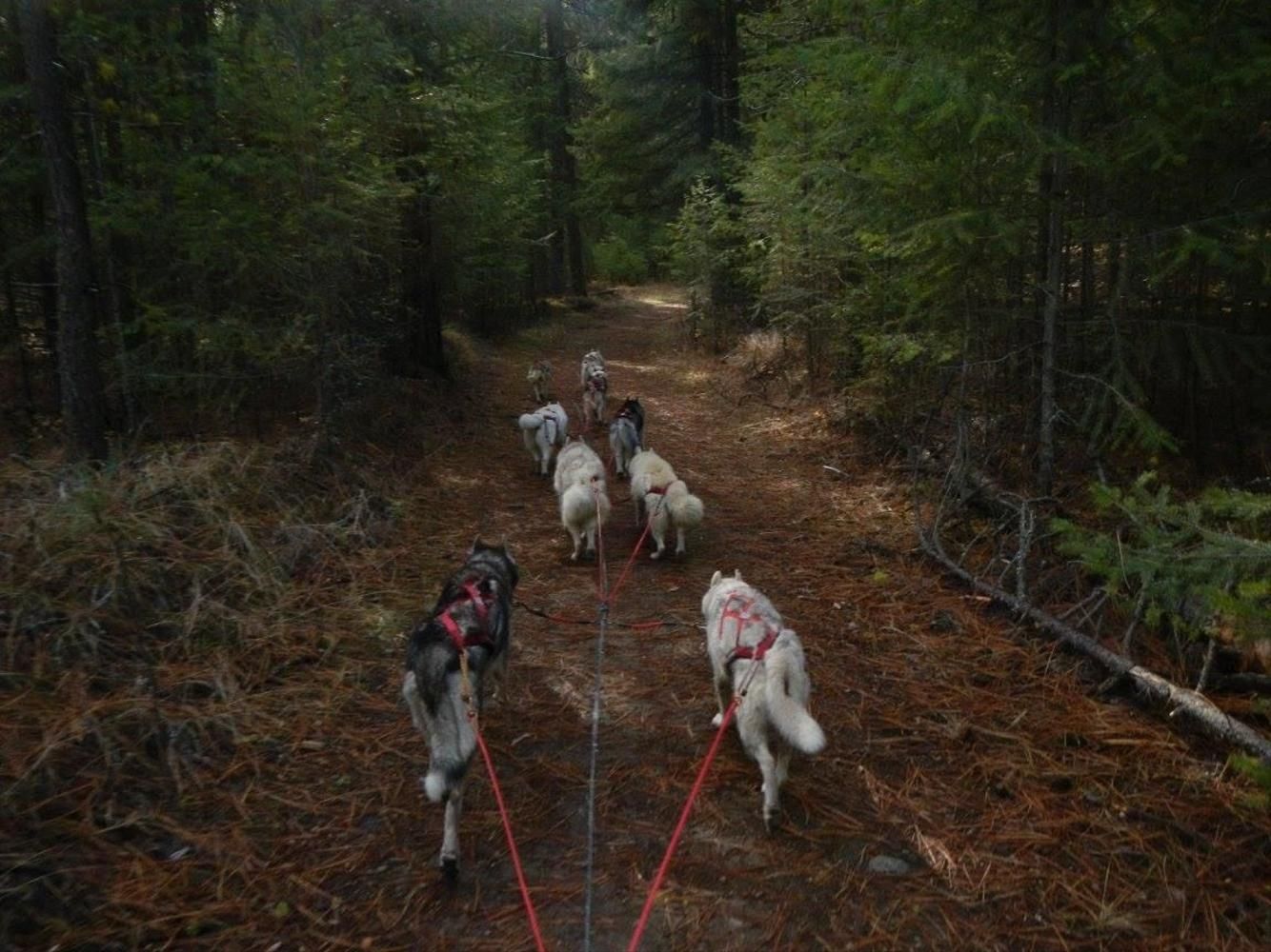 Equipe de 9 huskies siberianos em mushing em terra seca.