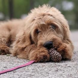 Goldendoodle puppies from MyKy Puppies