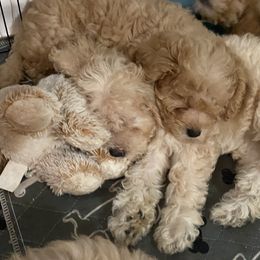 Maltipoo Puppies from Third Coast Maltipoos